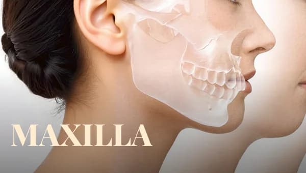 Maxilla