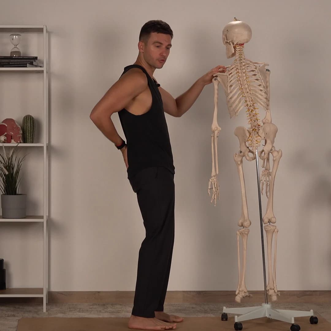 Anatomy explained on a full spine model
