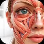 عضلات الوجه